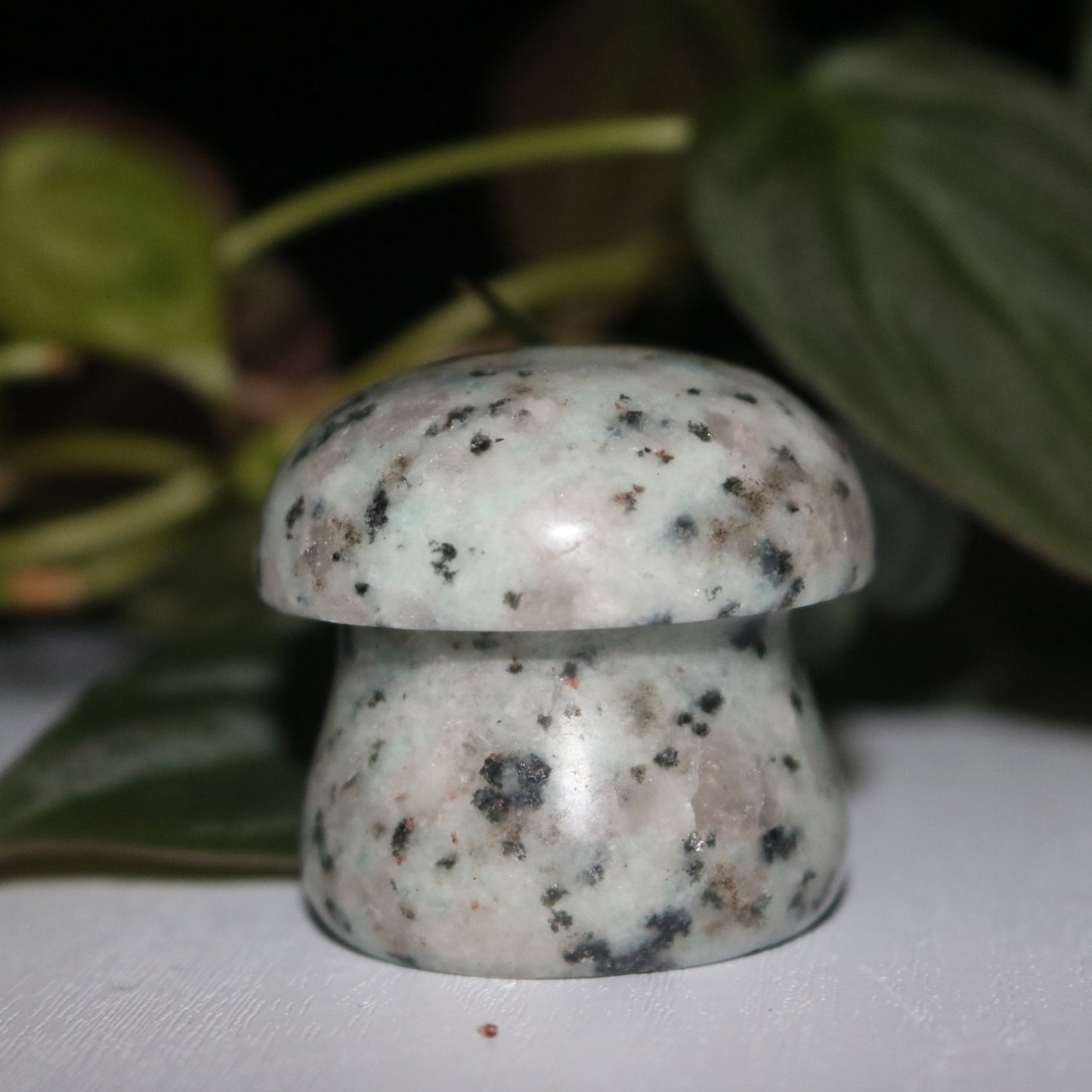 Cute Kiwi Jasper Mushroom